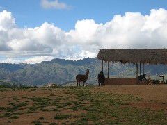Bus Trip Machu Picchu Peru South America Trips Alpaca