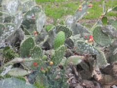 Peru South America Trips cactus