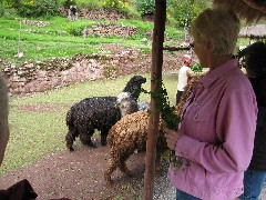 Sys Inman; Alpaca Farm Peru South America Trips sheep
