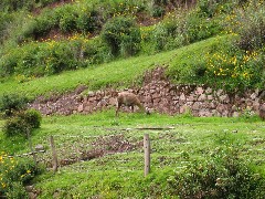 Alpaca Farm Peru South America Trips