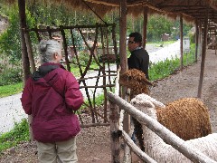 Ruth Dorrough; Roberto Durant; Alpaca Farm Peru South America Trips