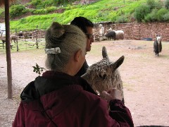 Ruth Dorrough; Roberto Durant; Alpaca Farm Peru South America Trips