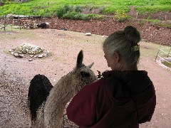 Ruth Dorrough; Alpaca Farm Peru South America Trips