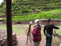 Ruth Dorrough; Roberto Durant; Alpaca Farm Peru South America Trips