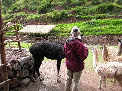 Ruth Dorrough; Alpaca Farm Peru South America Trips