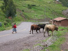 Peru South America Trips cows