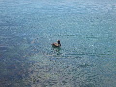 Baltra Galapagos Islands Ecuador South America Trips pelican bird