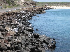 Baltra Galapagos Ecuador South America Trips pelican bird