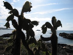Baltra Galapagos Islands Ecuador South America Trips cactus