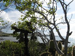Baltra Galapagos Islands Ecuador South America Trips cactus
