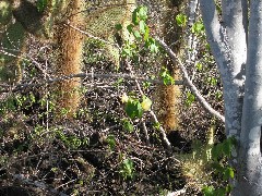 Baltra Galapagos Islands Ecuador South America Trips
