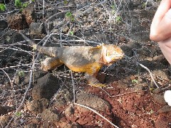 Baltra Galapagos Ecuador South America Trips iguana