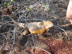 Baltra Galapagos Islands Ecuador South America Trips iguana
