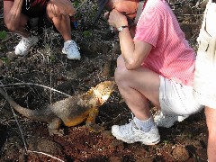 Sys Inman; Baltra Galapagos Ecuador South America Trips iguana