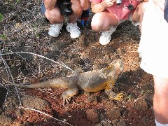 Sys Inman; Baltra Galapagos Ecuador South America Trips iguana