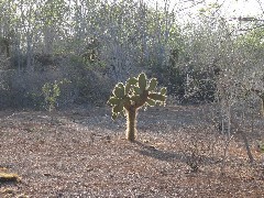 Baltra Galapagos Islands Ecuador South America Trips cactus