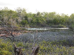 Baltra Galapagos Islands Ecuador South America Trips