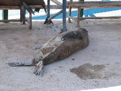 Galapagos Islands Ecuador South America Trips