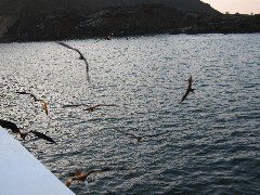 Archipel Galapagos Islands Ecuador South America Trips birds