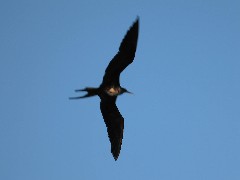 Archipel Galapagos Islands Ecuador South America Trips frigate birds