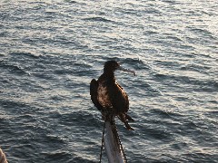 Archipel Galapagos Islands Ecuador South America Trips frigate bird