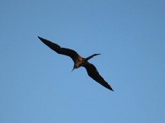 Archipel Galapagos Islands Ecuador South America Trips frigate bird