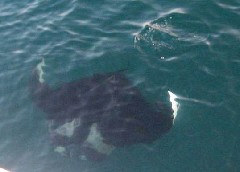 Archipel Galapagos Islands Ecuador South America Trips; Manta Ray