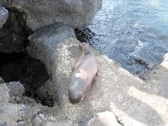 Bartolome Galapagos Islands Ecuador South America Trips sea lion