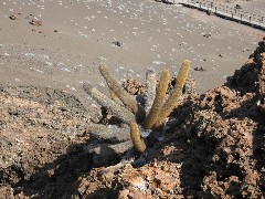 Bartolome Galapagos Islands Ecuador South America Trips cactus