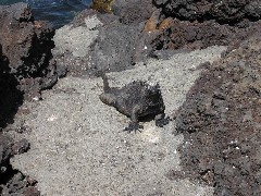 Bartolome Galapagos Islands Ecuador South America Trips iguana