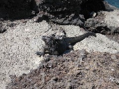 Bartolome Galapagos Islands Ecuador South America Trips iguana
