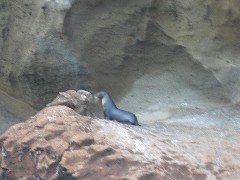 Bartolome Galapagos Islands Ecuador South America Trips Sea Lion