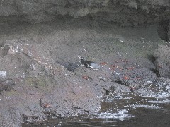 Bartolome Galapagos Islands Ecuador South America Trips Sea Lion