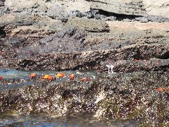 Sullivan Galapagos Islands Bay Ecuador South America Trips crabs bird