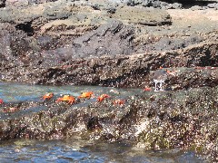 Sullivan Galapagos Islands Bay Ecuador South America Trips crabs bird