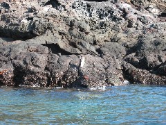 Sullivan Bay Galapagos Islands Ecuador South America Trips penguin