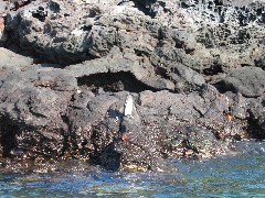 Sullivan Bay Galapagos Islands Ecuador South America Trips penguin