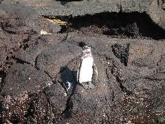Sullivan Bay Galapagos Islands Ecuador South America Trips penguin