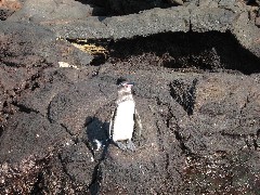 Sullivan Bay Galapagos Islands Ecuador South America Trips penguin