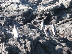 Sullivan Bay Galapagos Islands Ecuador South America Trips penguins