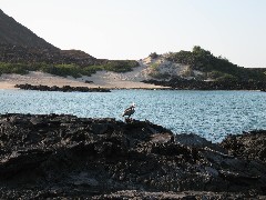Sullivan Bay Galapagos Islands Ecuador South America Trips bird