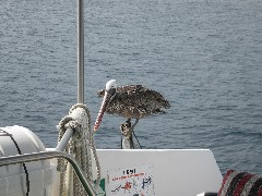 Archipel Ecuador South America Trips Pelican