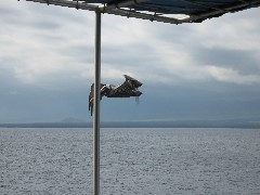 Archipel Ecuador South America Trips Frigate Bird;