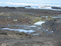 Puerto Egas Galapagos Islands Ecuador South America Trips Sea Lion;