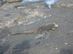 Iguana; Puerto Egas Galapagos Islands Ecuador South America Trips