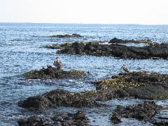 Pelican; Puerto Egas Galapagos Islands Ecuador South America Trips