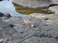 Sea Iguana; Puerto Egas Galapagos Islands Ecuador South America Trips