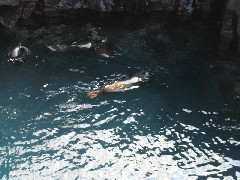 Sea Lion; Puerto Egas Galapagos Islands Ecuador South America Trips