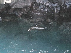 Sea Lion; Puerto Egas Galapagos Islands Ecuador South America Trips