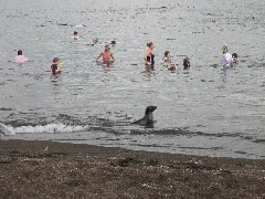Sea Lion; Puerto Egas Ecuador South America Trips